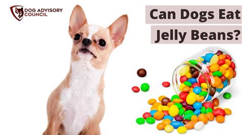 are jelly beans toxic to dogs